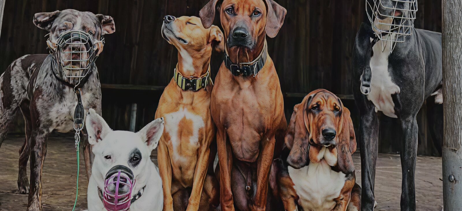 Unsere Hunde im Dognergy-Dorf